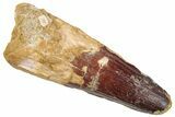 Fossil Spinosaurus Tooth - Real Dinosaur Tooth #267549-1